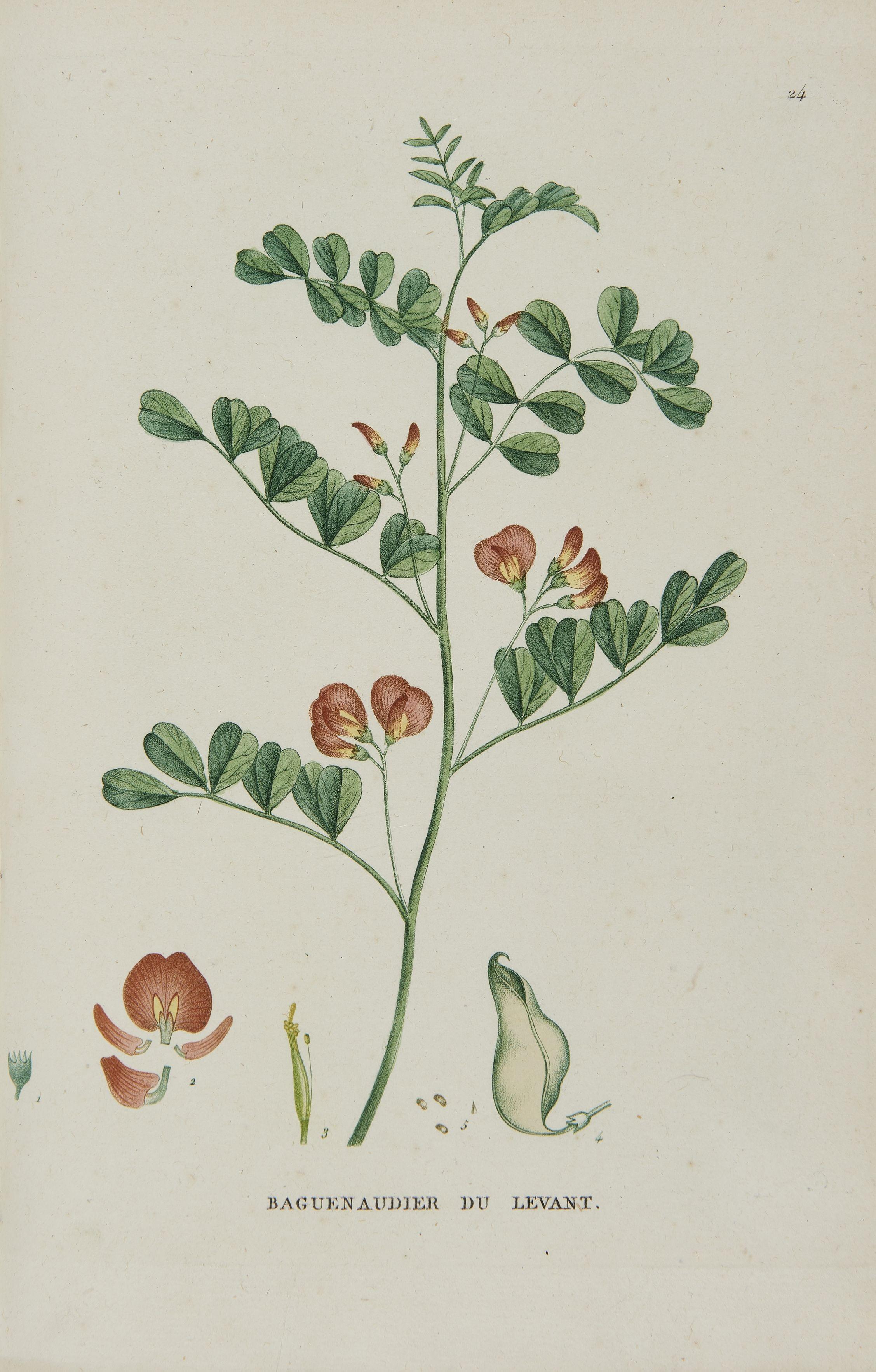 JAUME SAINT-HILAIRE: Traité des Arbrissaux et des Arbustes Cultivés en France et en pleine terre. Paris, chez l'auteur, 1825; 