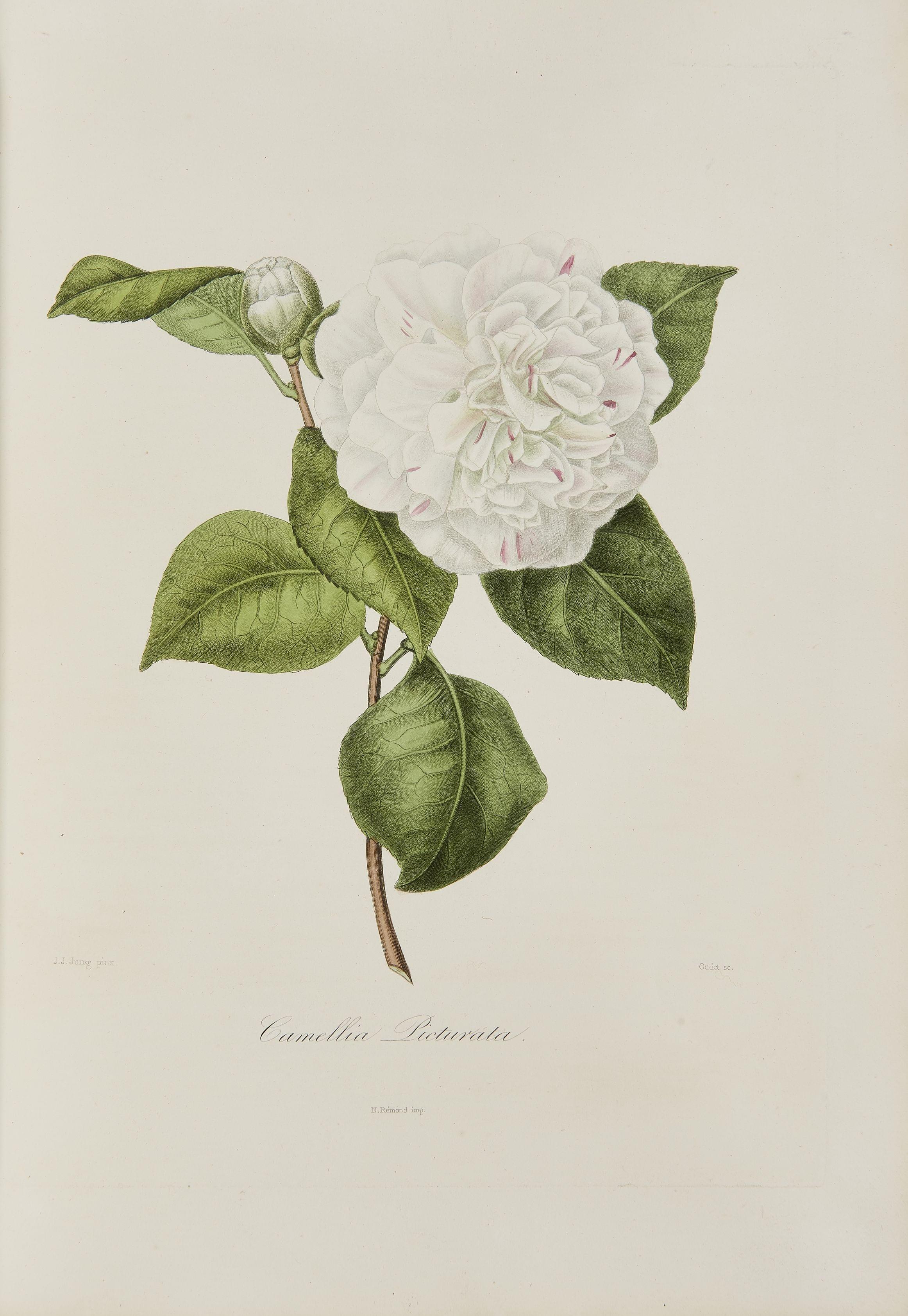 BERLESE (L'abbé Laurent): Iconographie du Genre Camellia ou Description et Figures des Camellia les plus Beaux et Rares… Paris, Cousin, 1841-1843;